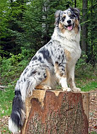 Aussie