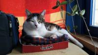 Der charakterstarke Henry