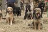 Fiona, Enno, Ella, Batú und Murphy