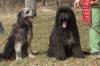 Elly und Murphy vom Albtrauf