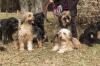 Enno, Fiona, Chill, Luna, Batú und Murphy